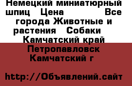 Немецкий миниатюрный шпиц › Цена ­ 60 000 - Все города Животные и растения » Собаки   . Камчатский край,Петропавловск-Камчатский г.